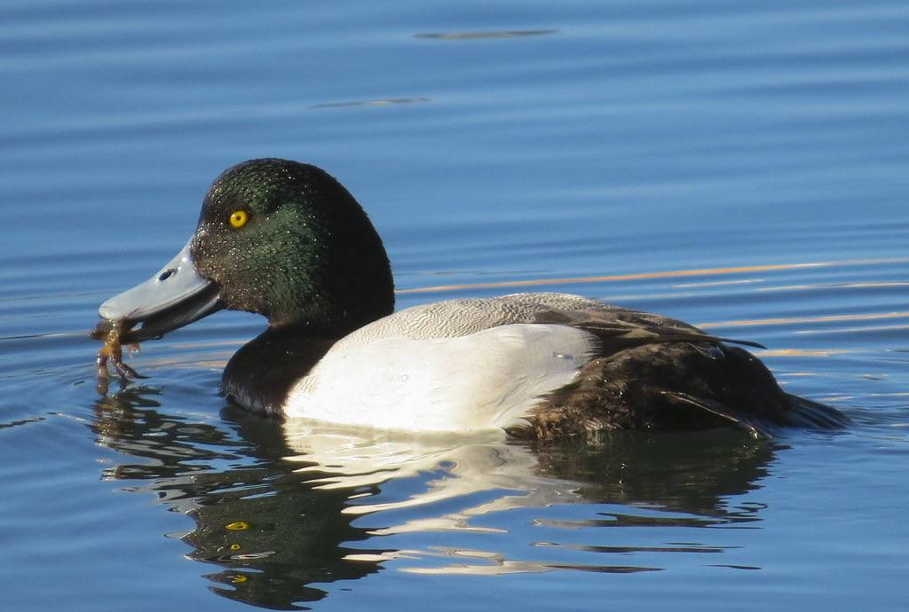Greater Scaup male 2/7/2013 by Kaaren Perry is licensed under CC BY 2.0